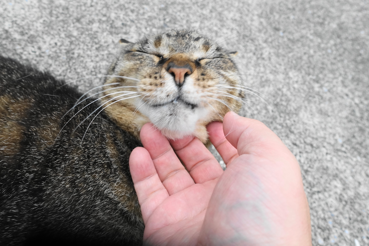 f:id:shigeo-t:20190712084956j:plain f:id:shigeo-t:20190712084956j:plain