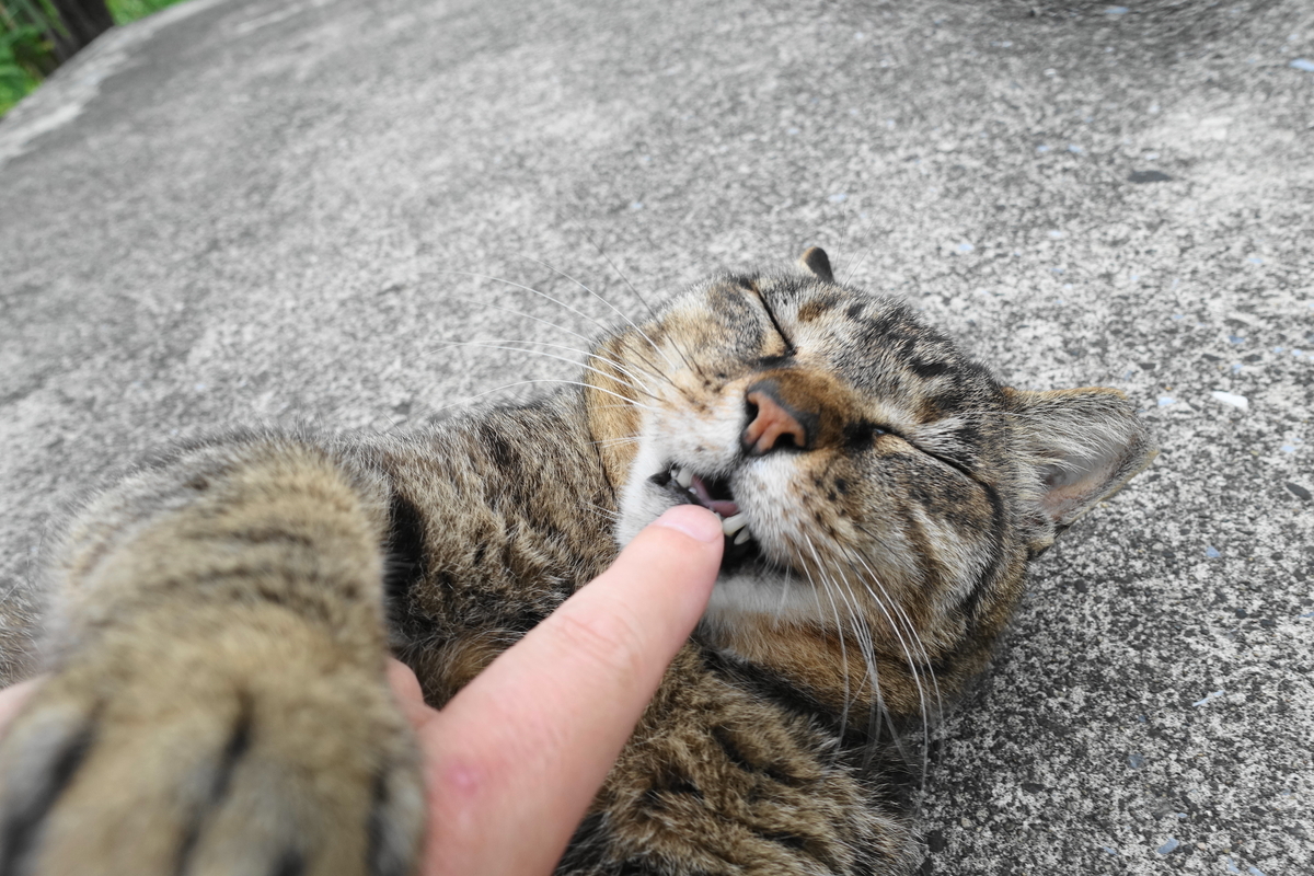 f:id:shigeo-t:20190712085013j:plain f:id:shigeo-t:20190712085013j:plain