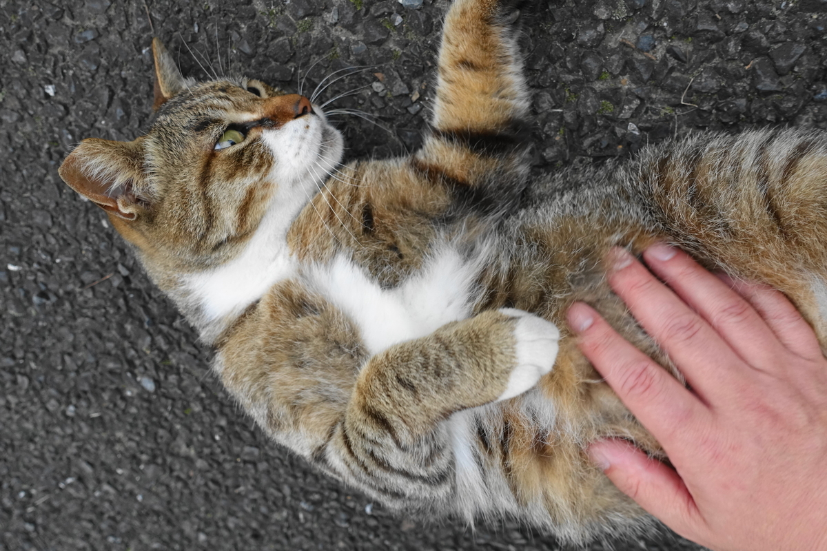 f:id:shigeo-t:20190712085657j:plain f:id:shigeo-t:20190712085657j:plain