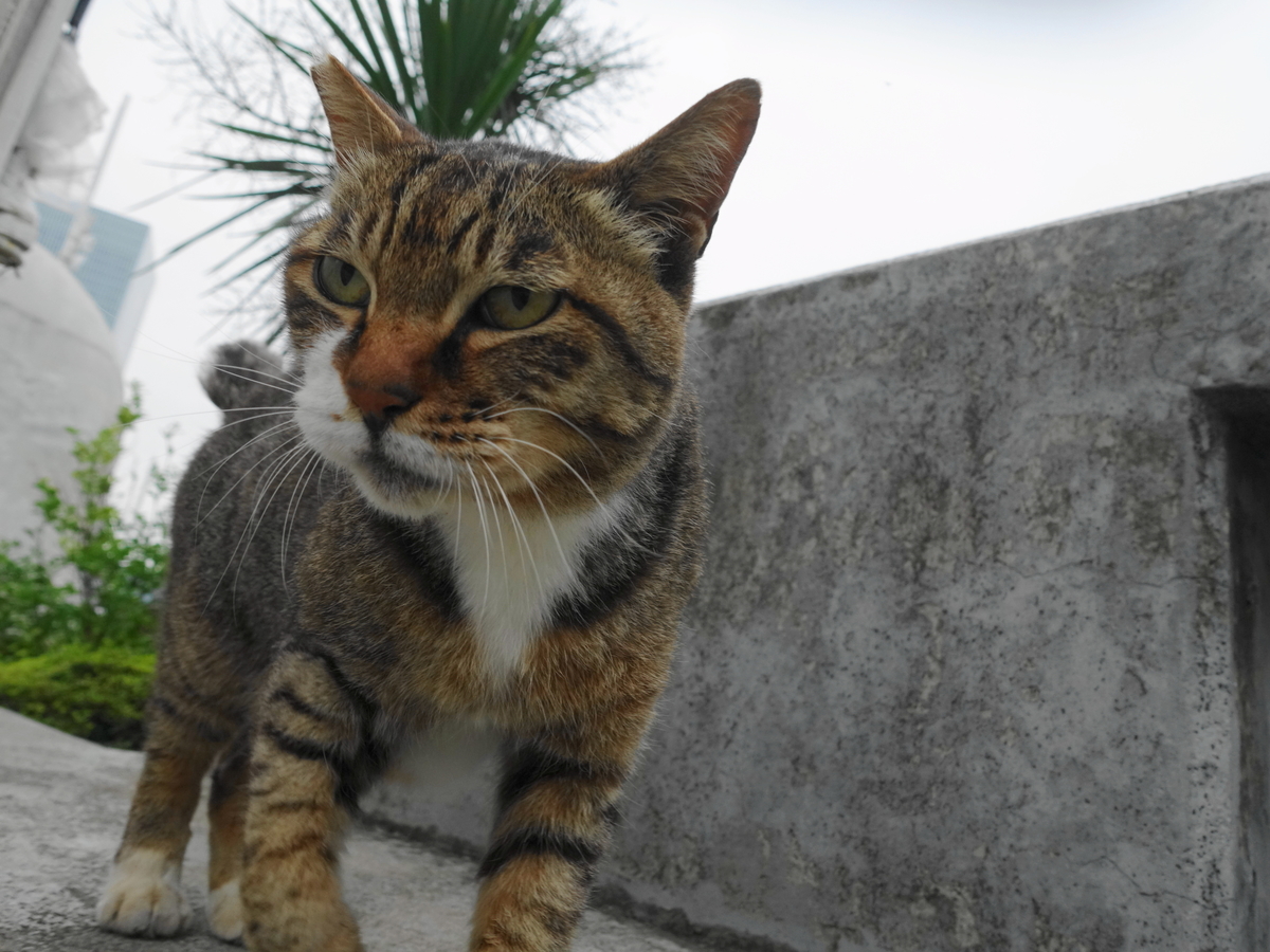 f:id:shigeo-t:20190712090249j:plain f:id:shigeo-t:20190712090249j:plain