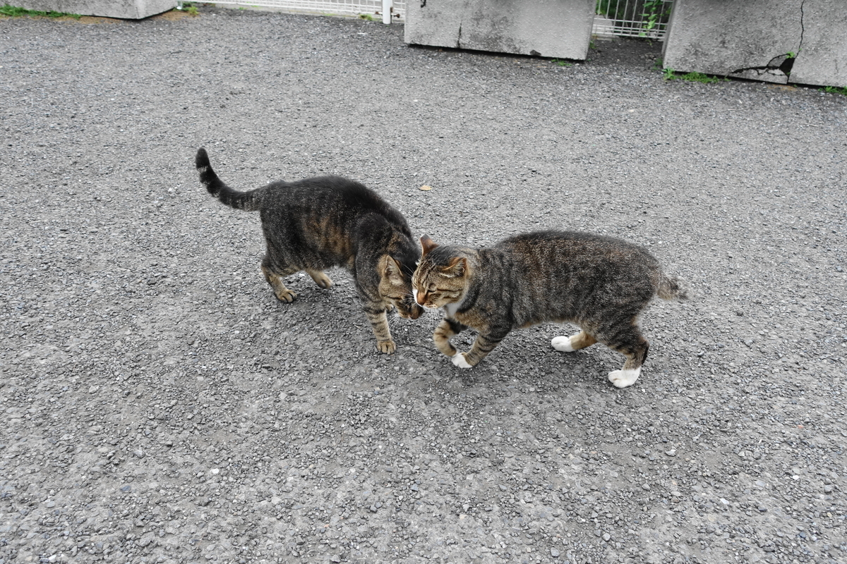 f:id:shigeo-t:20190712090511j:plain f:id:shigeo-t:20190712090511j:plain