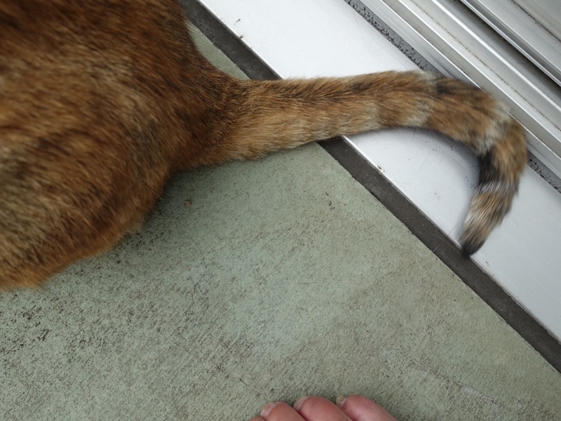 f:id:shigeo-t:20190713114128j:plain f:id:shigeo-t:20190713114128j:plain