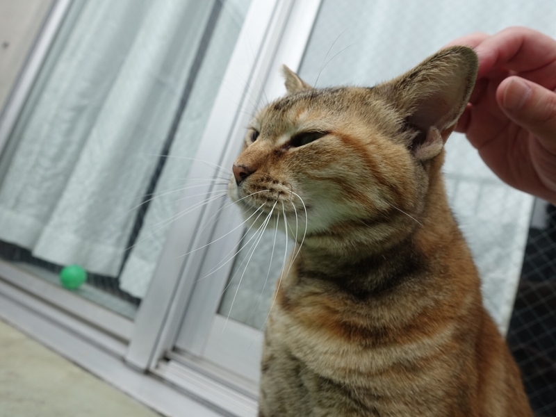f:id:shigeo-t:20190713114133j:plain f:id:shigeo-t:20190713114133j:plain