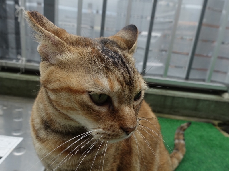f:id:shigeo-t:20190713114241j:plain f:id:shigeo-t:20190713114241j:plain