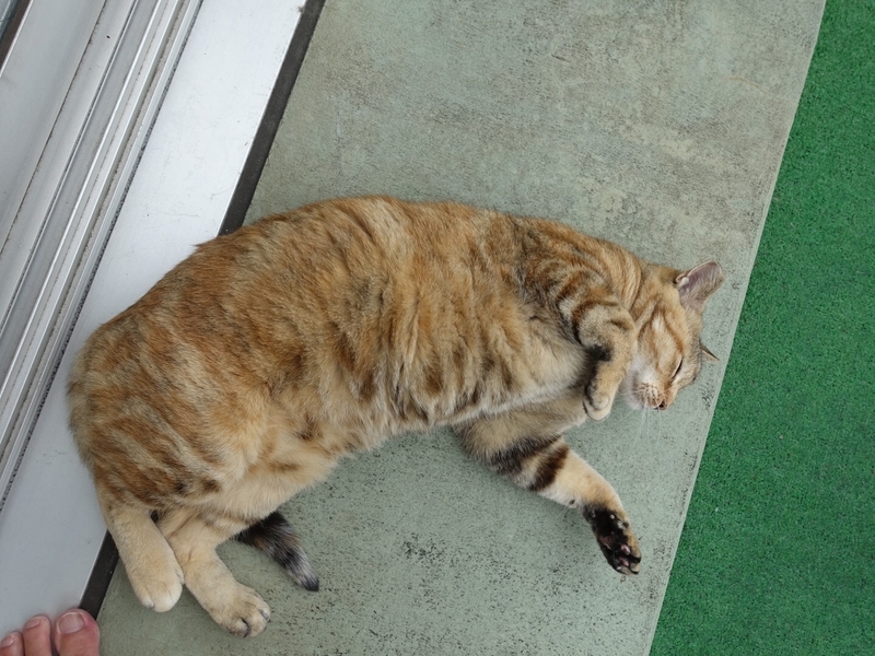f:id:shigeo-t:20190713114250j:plain f:id:shigeo-t:20190713114250j:plain