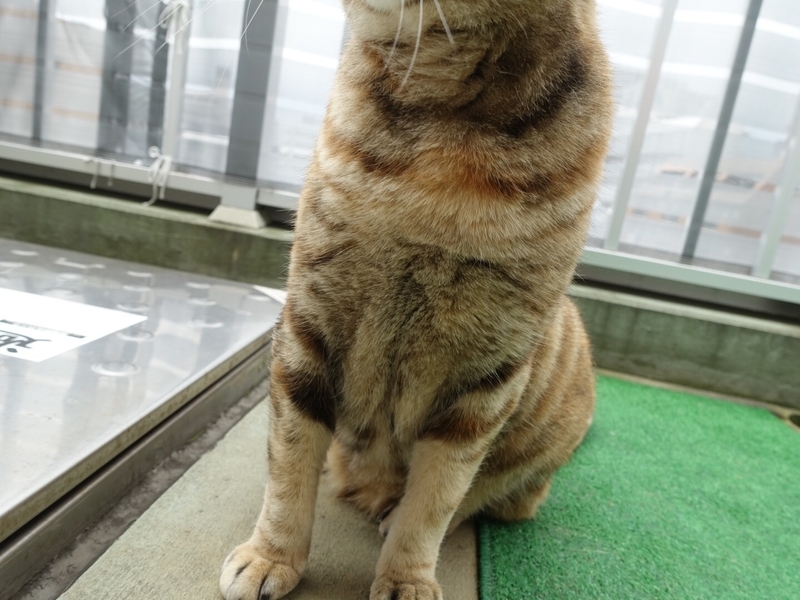 f:id:shigeo-t:20190713114425j:plain f:id:shigeo-t:20190713114425j:plain