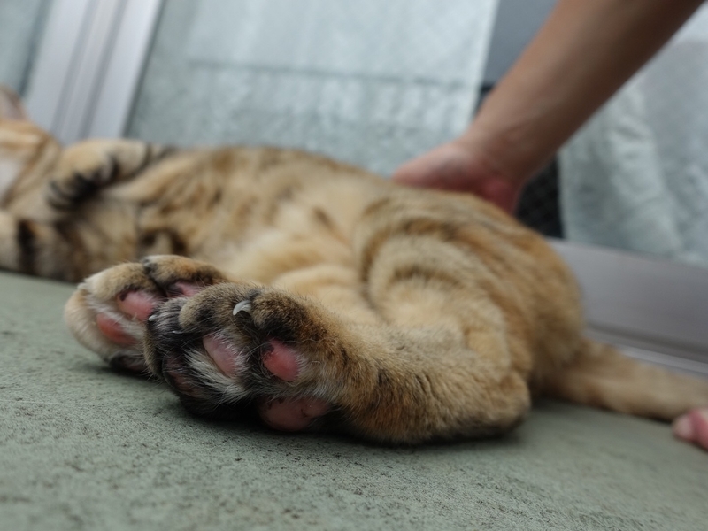 f:id:shigeo-t:20190713114430j:plain f:id:shigeo-t:20190713114430j:plain
