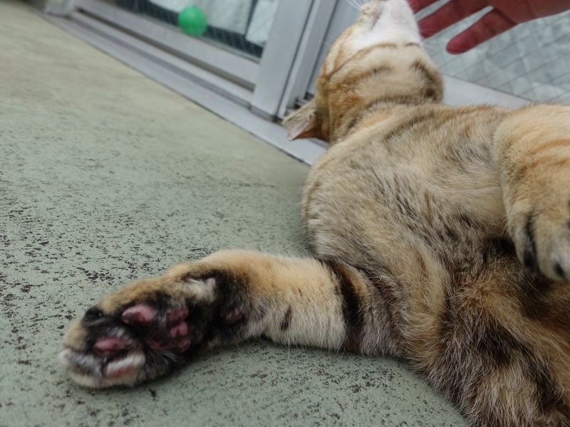 f:id:shigeo-t:20190713114433j:plain f:id:shigeo-t:20190713114433j:plain