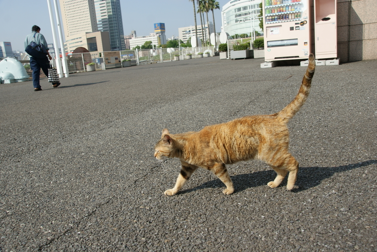 f:id:shigeo-t:20190714091236j:plain f:id:shigeo-t:20190714091236j:plain