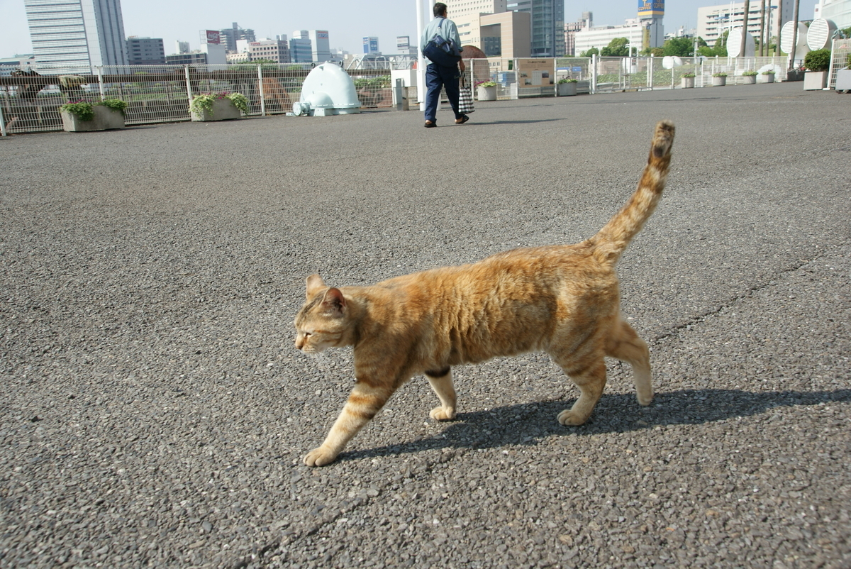 f:id:shigeo-t:20190714091244j:plain f:id:shigeo-t:20190714091244j:plain