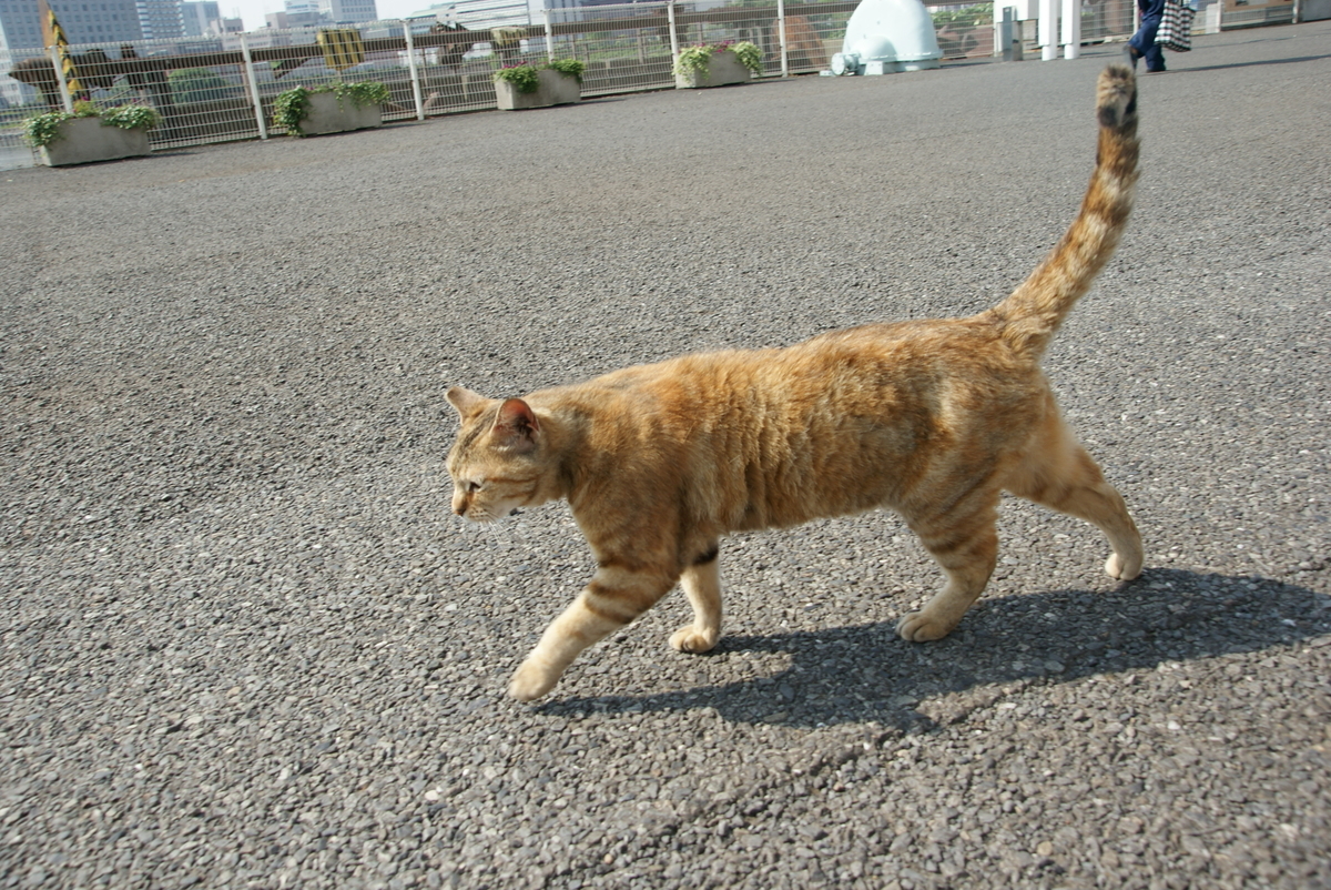 f:id:shigeo-t:20190714091247j:plain f:id:shigeo-t:20190714091247j:plain