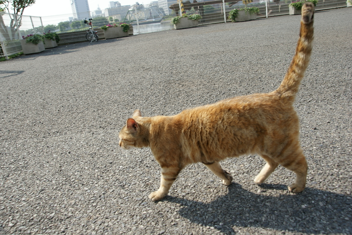f:id:shigeo-t:20190714091254j:plain f:id:shigeo-t:20190714091254j:plain