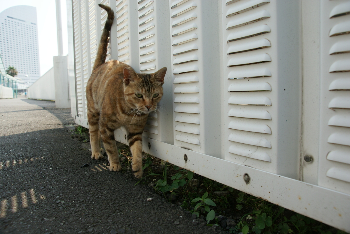 f:id:shigeo-t:20190714091641j:plain f:id:shigeo-t:20190714091641j:plain