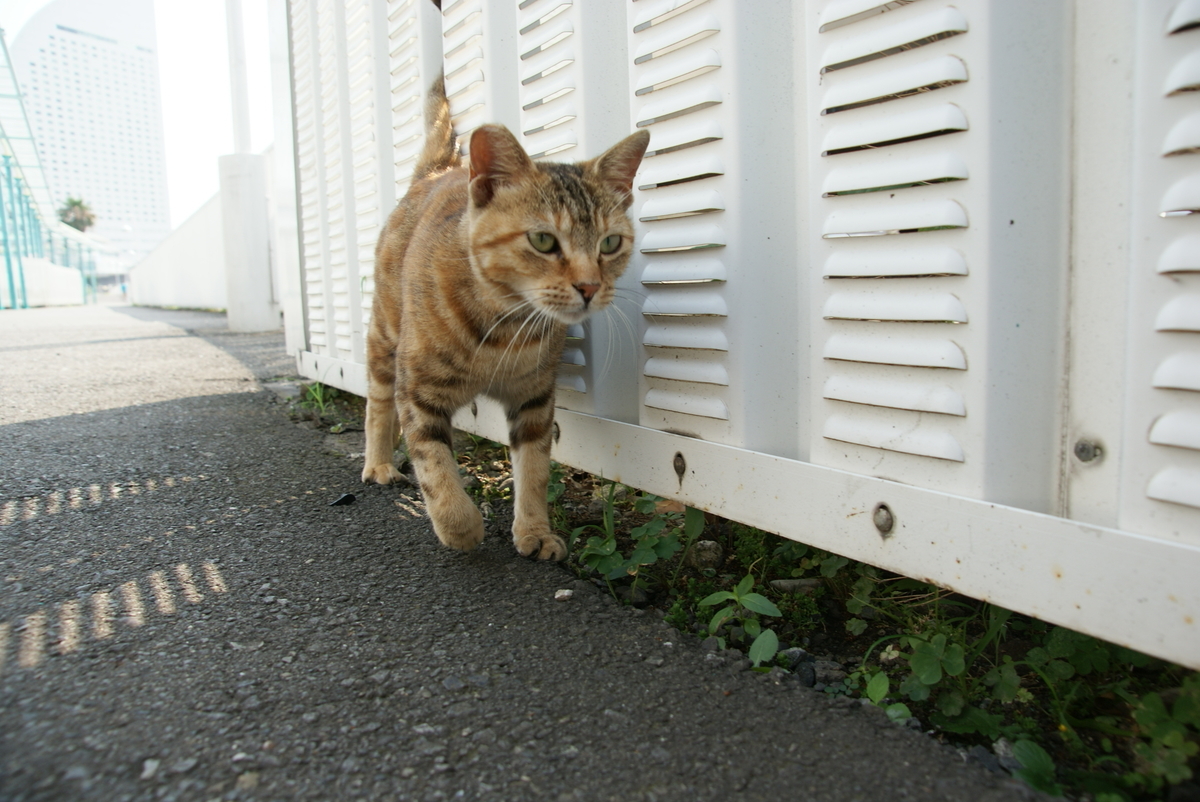 f:id:shigeo-t:20190714091644j:plain f:id:shigeo-t:20190714091644j:plain