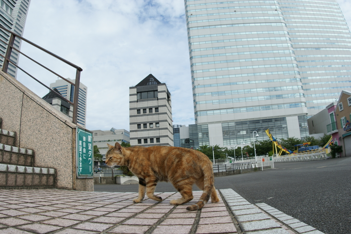 f:id:shigeo-t:20190714091932j:plain f:id:shigeo-t:20190714091932j:plain