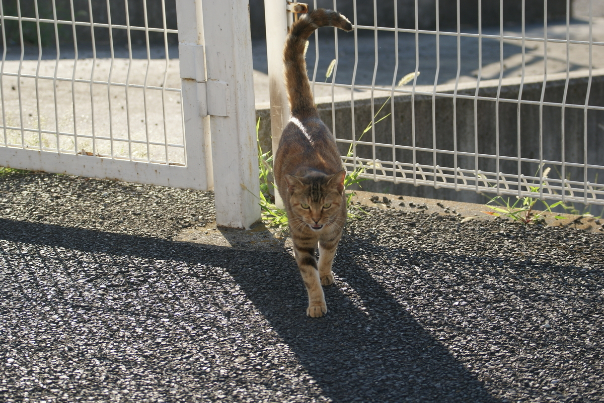 f:id:shigeo-t:20190714092402j:plain f:id:shigeo-t:20190714092402j:plain