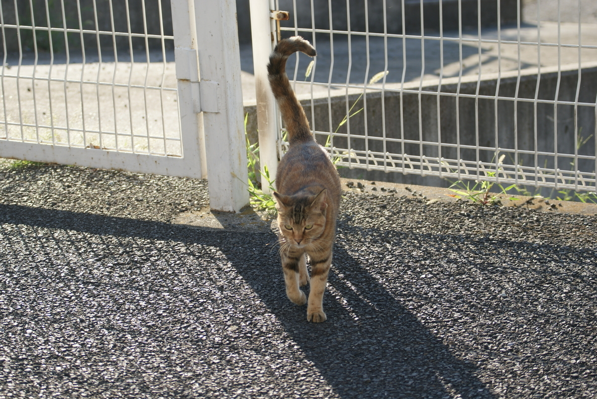 f:id:shigeo-t:20190714092406j:plain f:id:shigeo-t:20190714092406j:plain