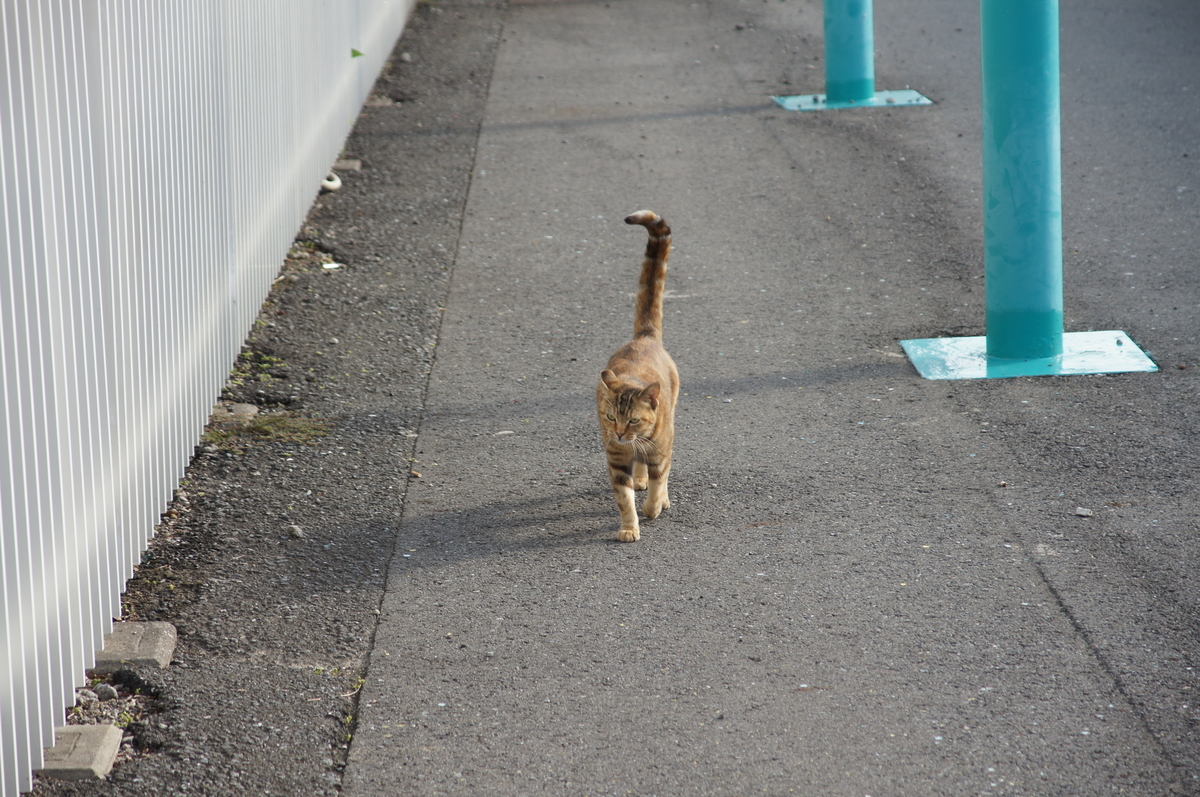 f:id:shigeo-t:20190714093311j:plain f:id:shigeo-t:20190714093311j:plain