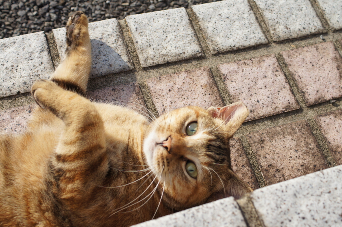 f:id:shigeo-t:20190714094243j:plain f:id:shigeo-t:20190714094243j:plain