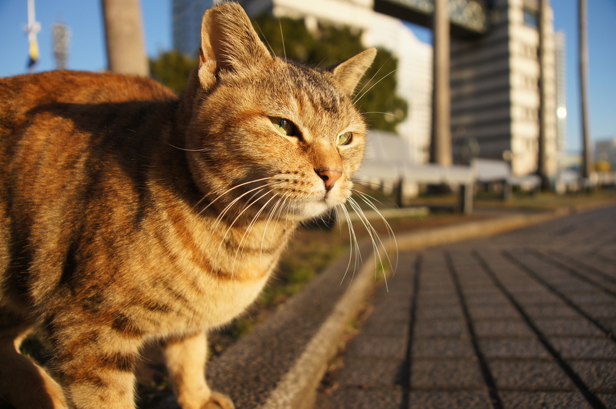 f:id:shigeo-t:20190714100002j:plain f:id:shigeo-t:20190714100002j:plain