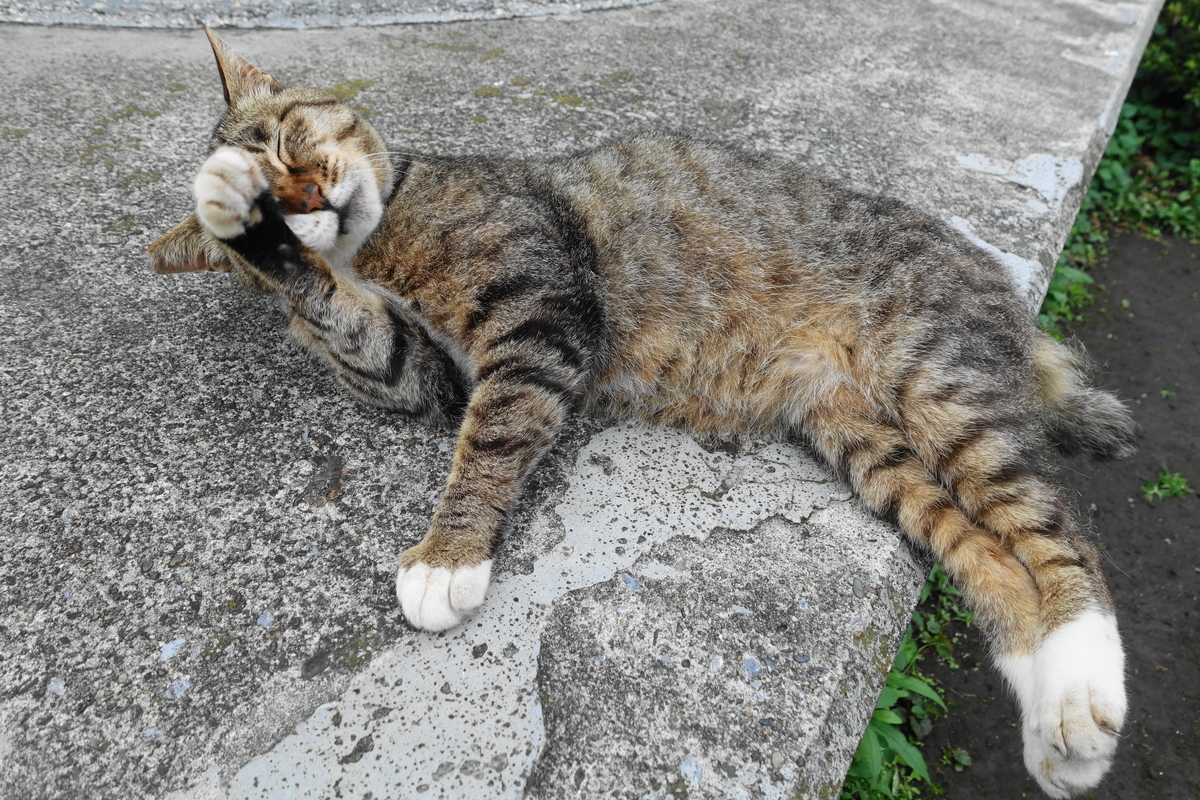 f:id:shigeo-t:20190717114445j:plain f:id:shigeo-t:20190717114445j:plain