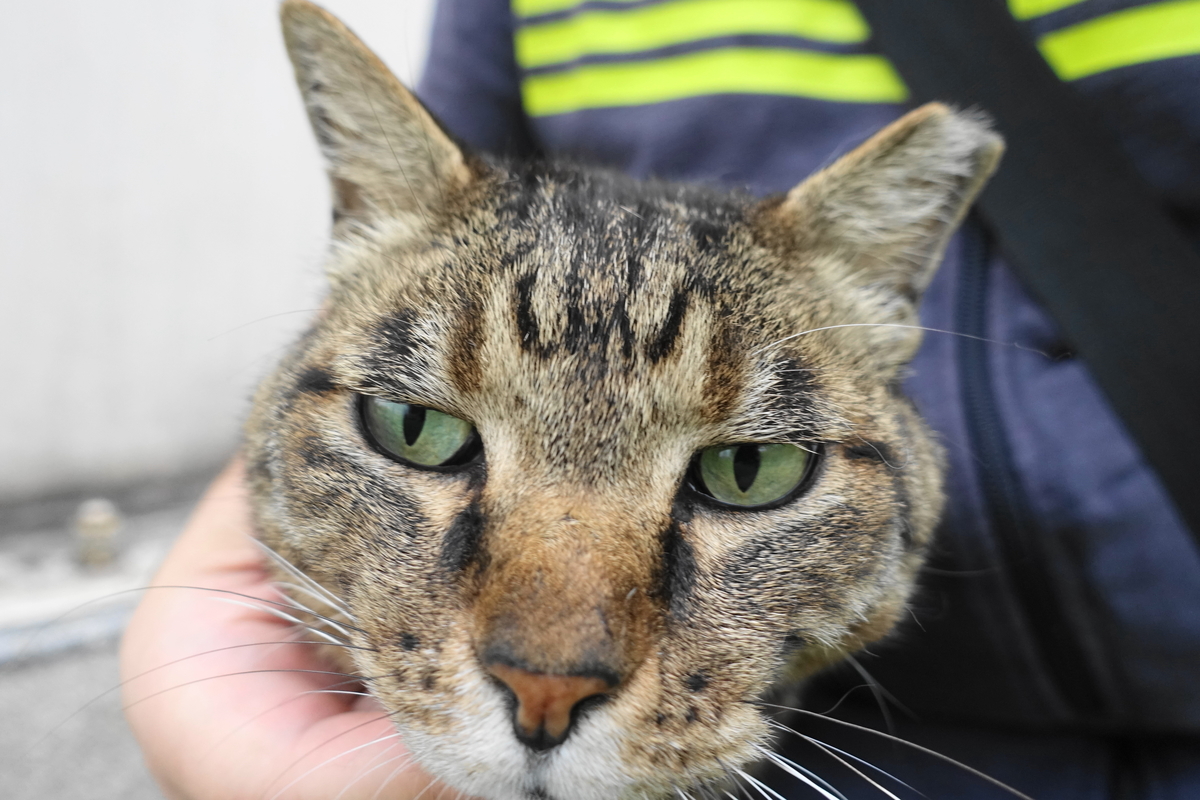 f:id:shigeo-t:20190717114552j:plain f:id:shigeo-t:20190717114552j:plain