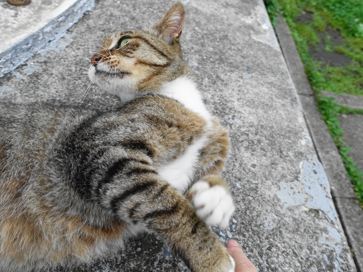 f:id:shigeo-t:20190717114737j:plain f:id:shigeo-t:20190717114737j:plain