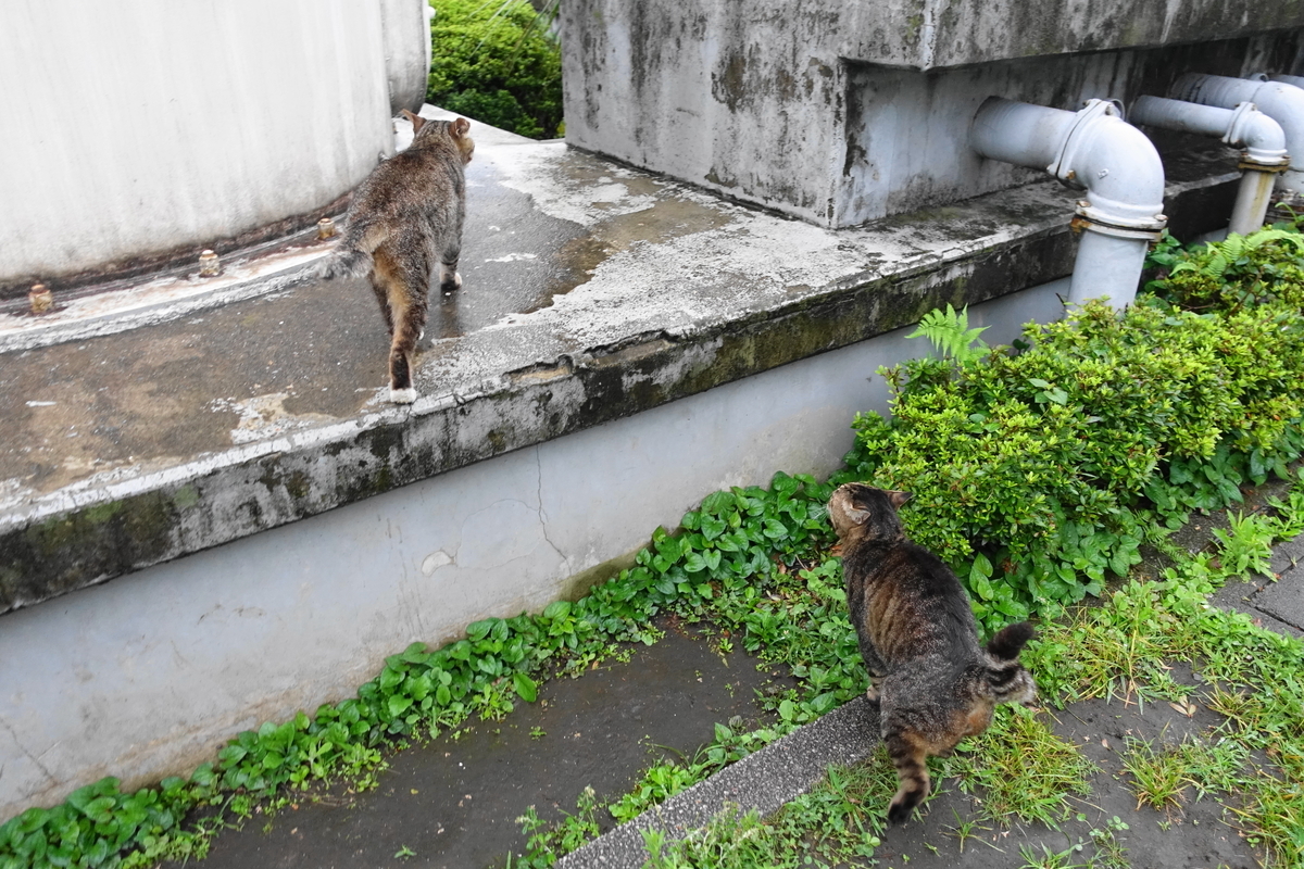 f:id:shigeo-t:20190717115811j:plain f:id:shigeo-t:20190717115811j:plain
