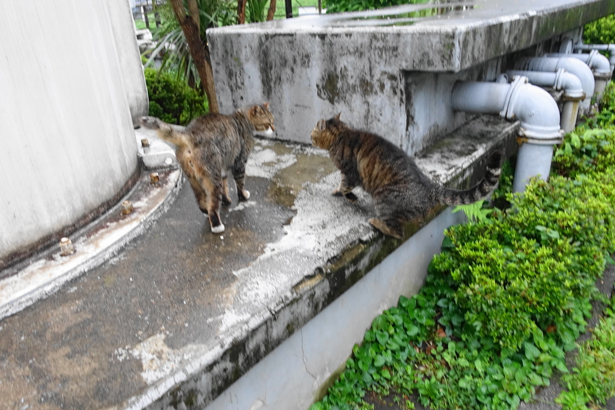 f:id:shigeo-t:20190717115838j:plain f:id:shigeo-t:20190717115838j:plain