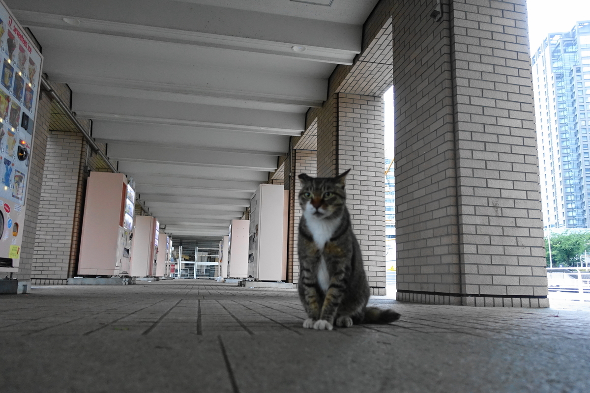 f:id:shigeo-t:20190717120009j:plain f:id:shigeo-t:20190717120009j:plain
