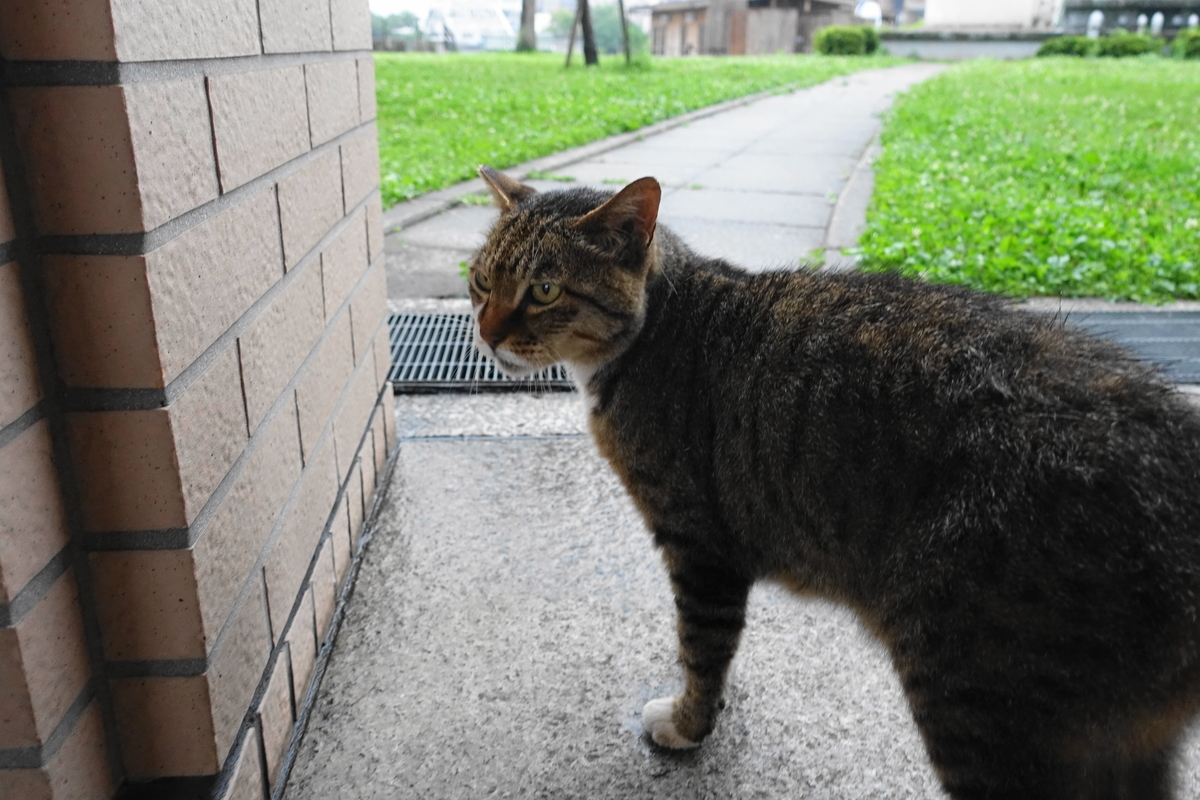 f:id:shigeo-t:20190717121004j:plain f:id:shigeo-t:20190717121004j:plain