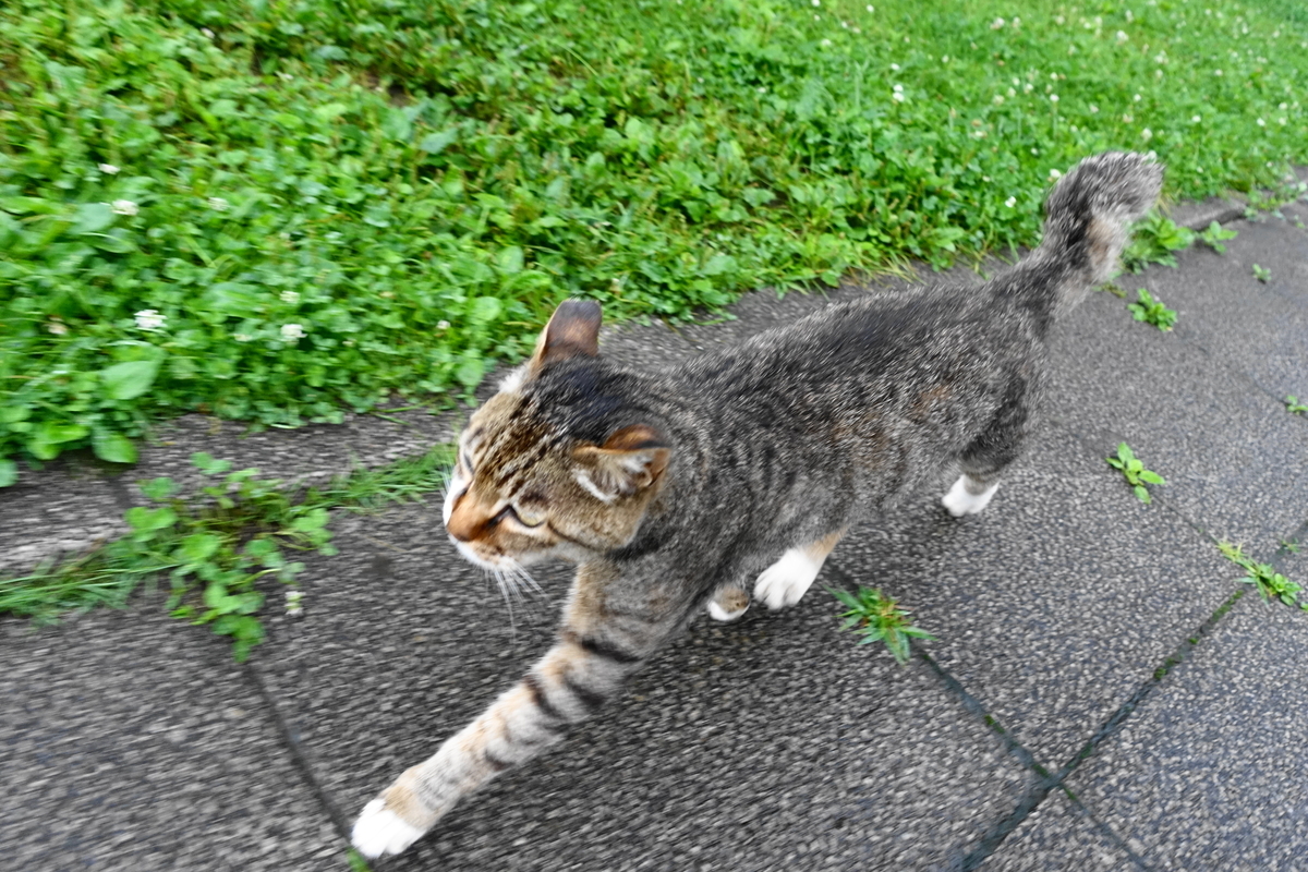 f:id:shigeo-t:20190717121038j:plain f:id:shigeo-t:20190717121038j:plain