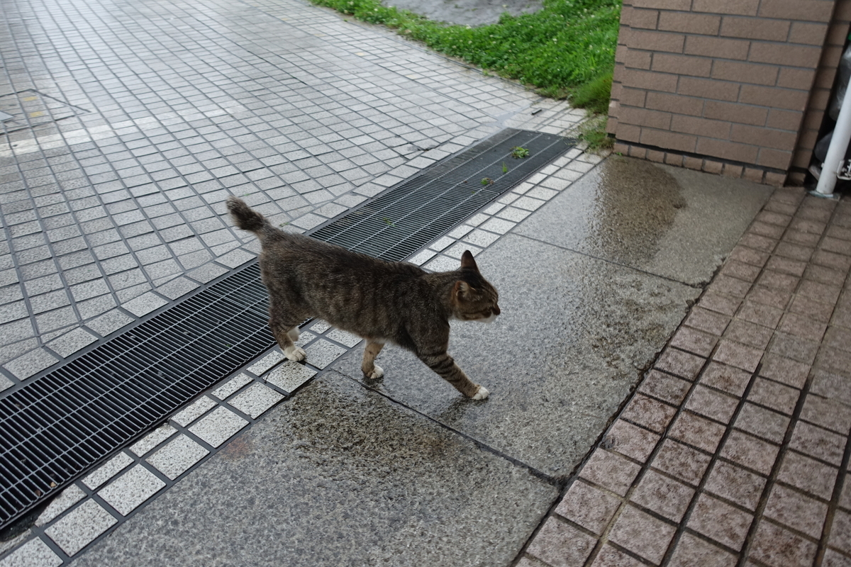 f:id:shigeo-t:20190717121317j:plain f:id:shigeo-t:20190717121317j:plain