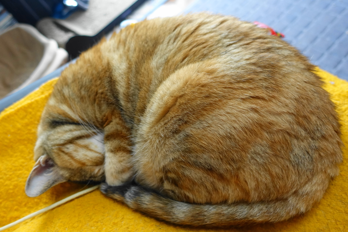 f:id:shigeo-t:20190718102754j:plain f:id:shigeo-t:20190718102754j:plain