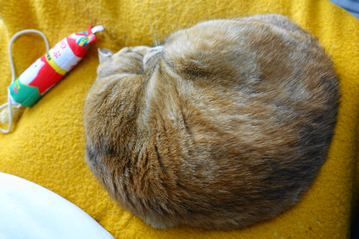 f:id:shigeo-t:20190718102831j:plain f:id:shigeo-t:20190718102831j:plain