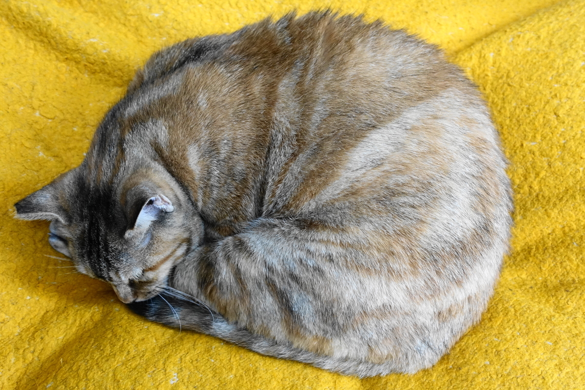 f:id:shigeo-t:20190718103053j:plain f:id:shigeo-t:20190718103053j:plain
