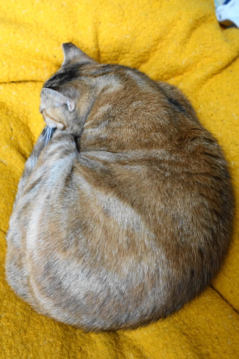 f:id:shigeo-t:20190718103221j:plain f:id:shigeo-t:20190718103221j:plain
