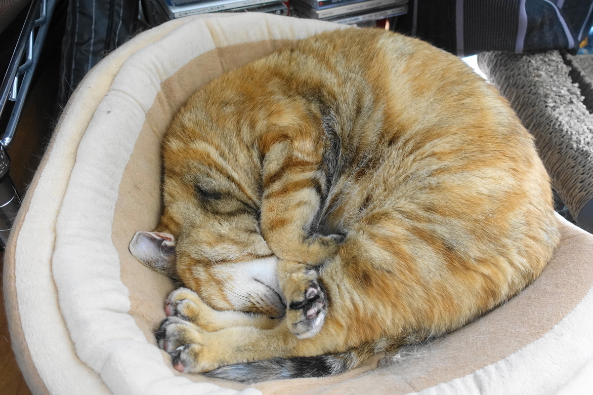 f:id:shigeo-t:20190718103512j:plain f:id:shigeo-t:20190718103512j:plain