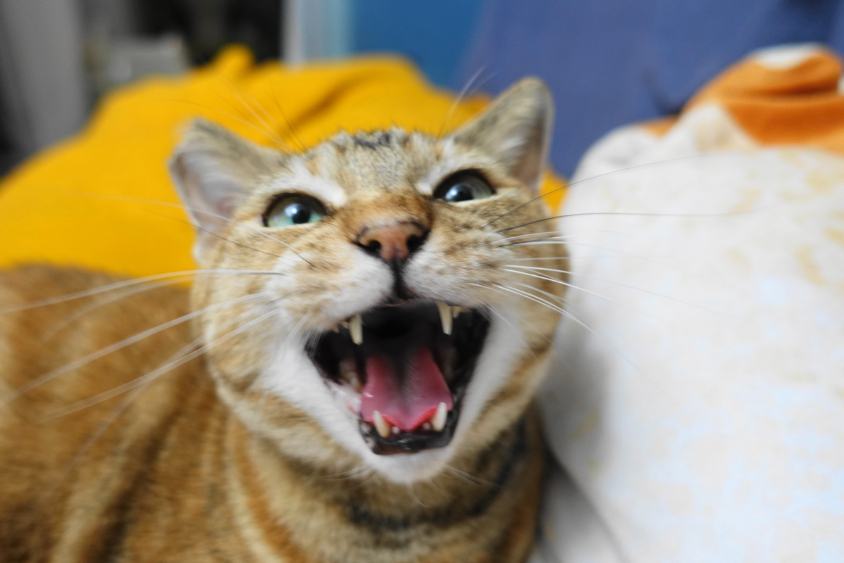 f:id:shigeo-t:20190718103830j:plain f:id:shigeo-t:20190718103830j:plain