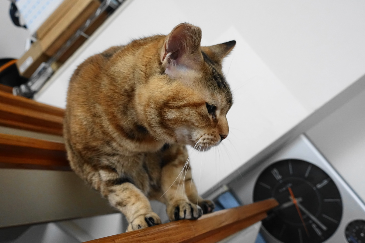 f:id:shigeo-t:20190718104025j:plain f:id:shigeo-t:20190718104025j:plain