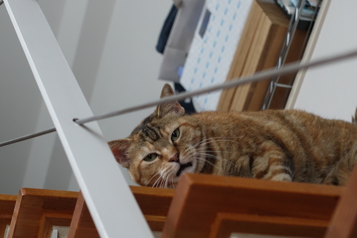 f:id:shigeo-t:20190718104144j:plain f:id:shigeo-t:20190718104144j:plain