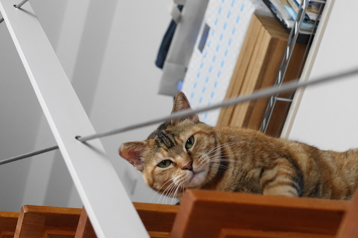 f:id:shigeo-t:20190718104146j:plain f:id:shigeo-t:20190718104146j:plain