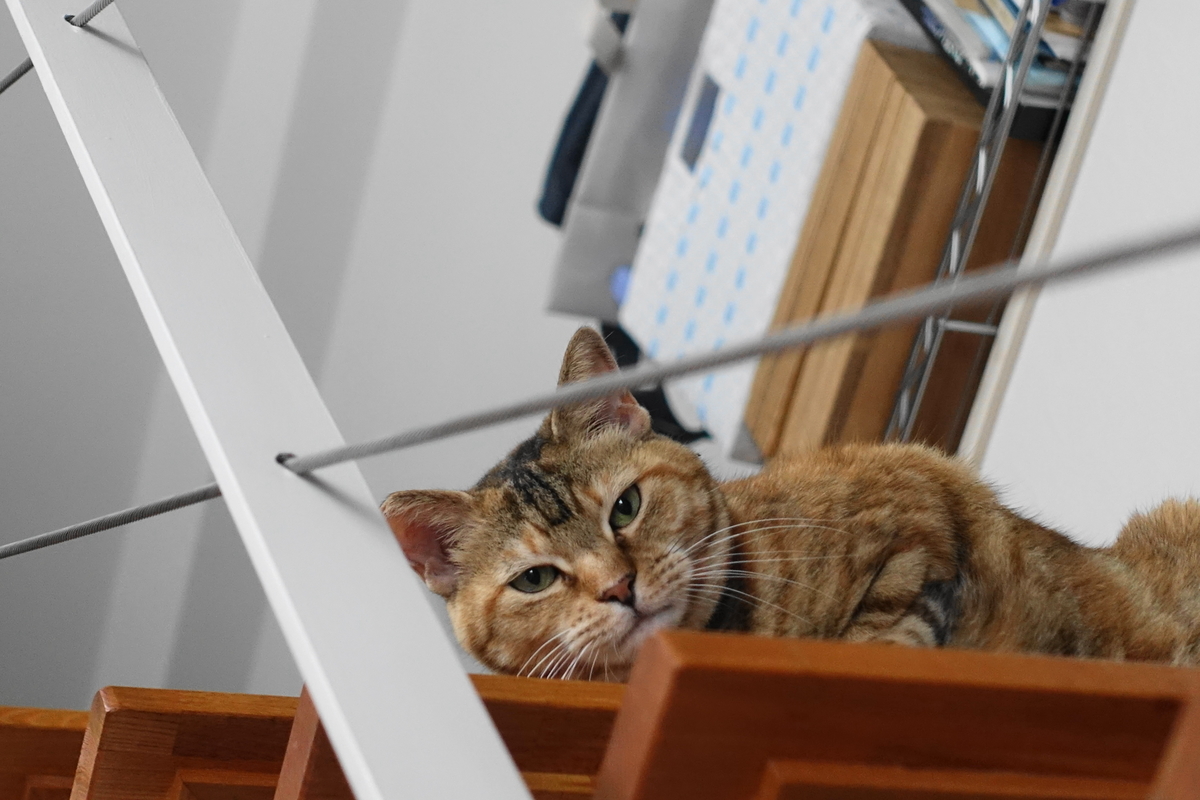 f:id:shigeo-t:20190718104148j:plain f:id:shigeo-t:20190718104148j:plain