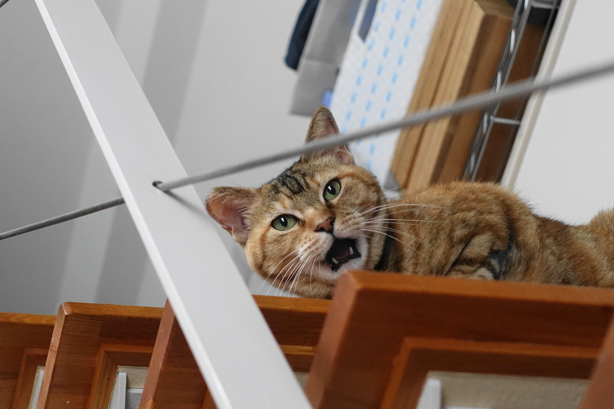f:id:shigeo-t:20190718104151j:plain f:id:shigeo-t:20190718104151j:plain