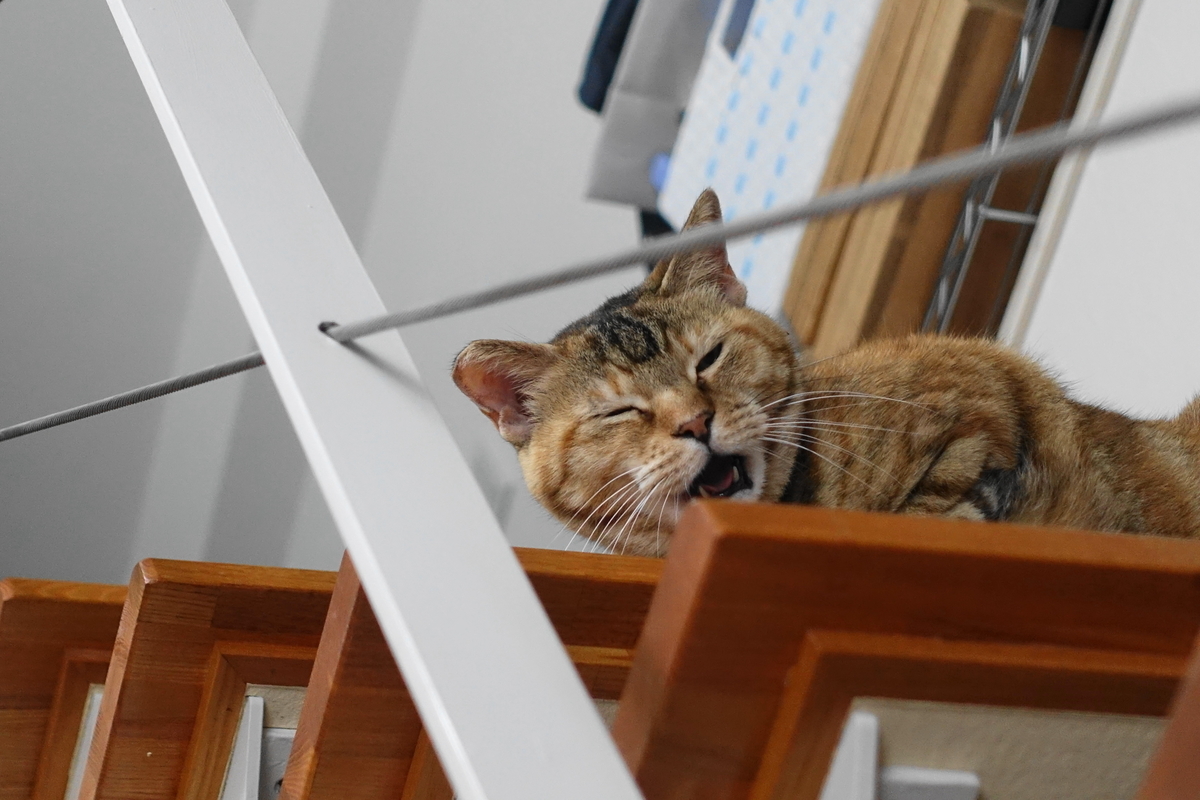 f:id:shigeo-t:20190718104153j:plain f:id:shigeo-t:20190718104153j:plain