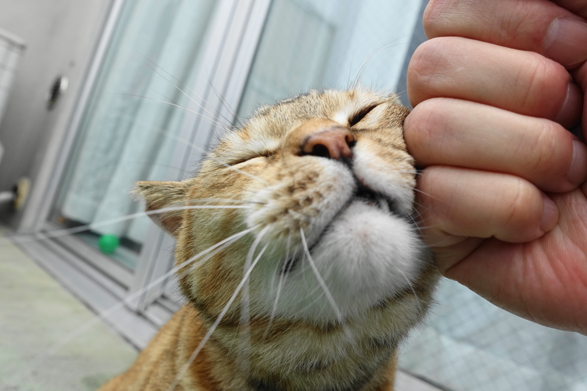 f:id:shigeo-t:20190721102257j:plain f:id:shigeo-t:20190721102257j:plain