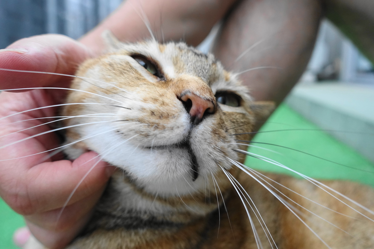 f:id:shigeo-t:20190721102435j:plain f:id:shigeo-t:20190721102435j:plain