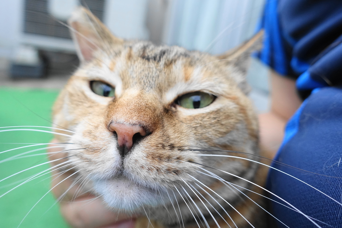 f:id:shigeo-t:20190721102457j:plain f:id:shigeo-t:20190721102457j:plain