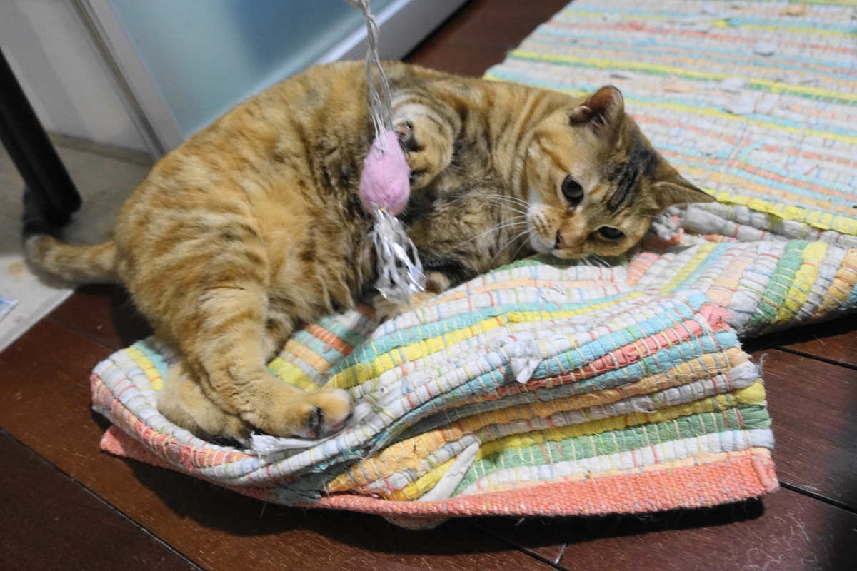 f:id:shigeo-t:20190721102628j:plain f:id:shigeo-t:20190721102628j:plain