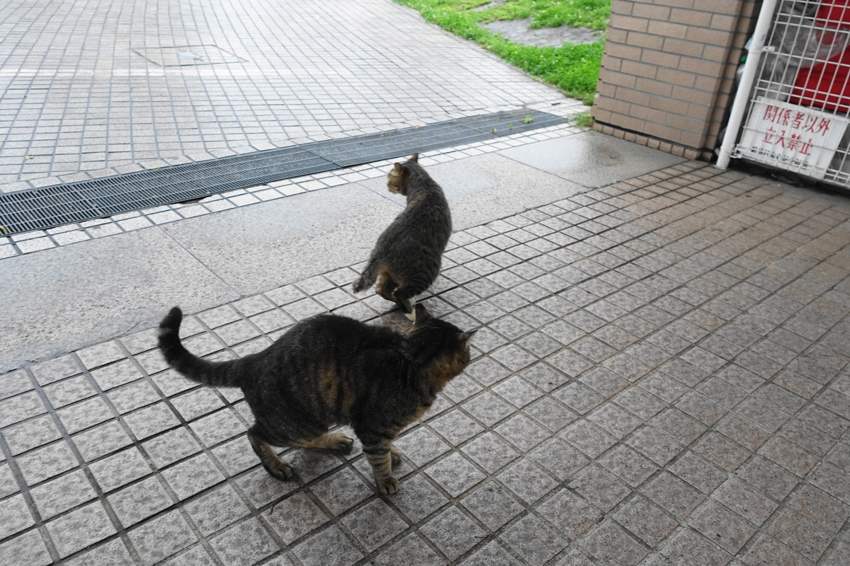 f:id:shigeo-t:20190726091922j:plain